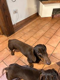 Bassotto maschio disponibile per monta