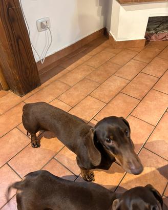 Bassotto maschio disponibile per monta