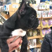 Cuccioli bulldog francese
