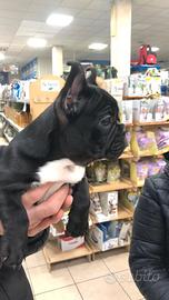Cuccioli bulldog francese