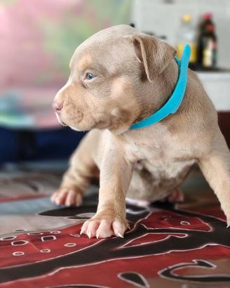 Pitbull 