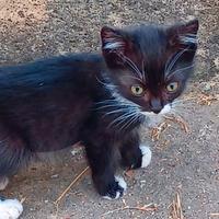 Gattino svezzati, incrocio con siamese