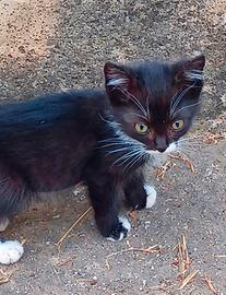 Gattino svezzati, incrocio con siamese