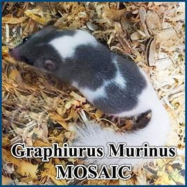 Graphiurus Murinus - Minighiro Mosaico