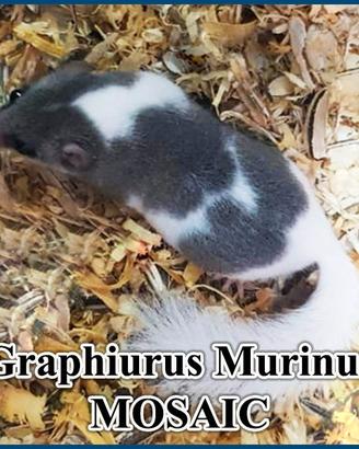 Graphiurus Murinus - Minighiro Mosaico