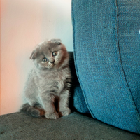 Cucciolo di gatto razza Scottish Fold