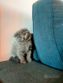 Cucciolo di gatto razza Scottish Fold