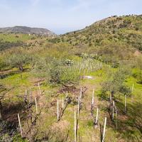 Terreno agricolo con abitazione rurale Pollina