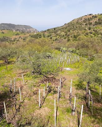 Terreno agricolo con abitazione rurale Pollina