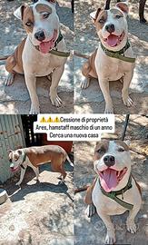 Amstaff 