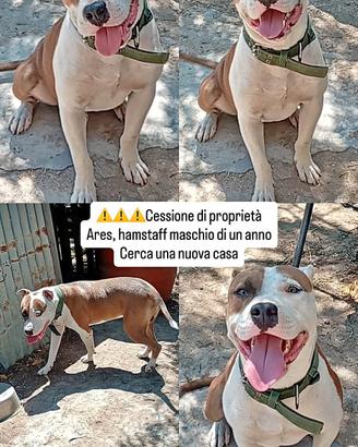 Amstaff 