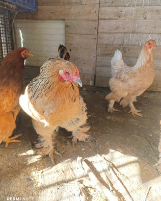 Galline Brhama
