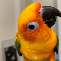 Pappagallo Conuro del Sole - 5 anni