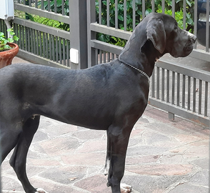 Cuccioloni maschi neri alano con pedigree