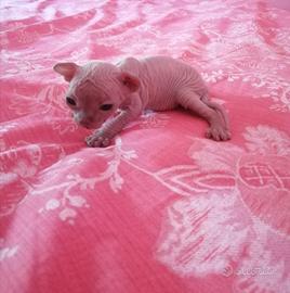 Cuccioli di Canadian Sphynx
