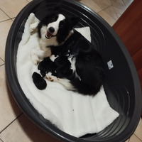 Cuccioli di border collie