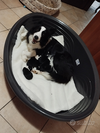 Cuccioli di border collie