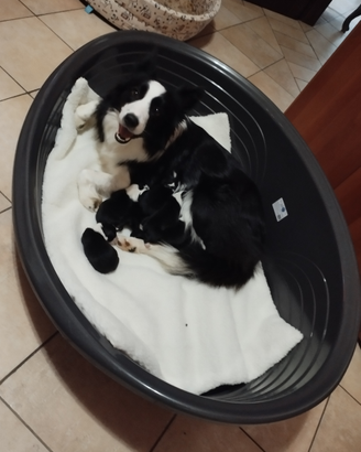 Cuccioli di border collie