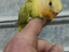 Immagine 4