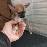 Chihuahua mini toy