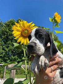 Cuccioli Pointer