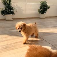 Barboncino Teacup cinese 14 mesi adulto stallone