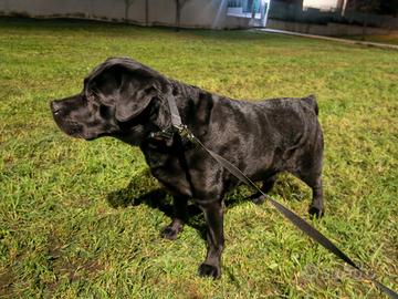 Labrador retrivier