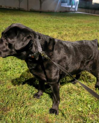 Labrador retrivier