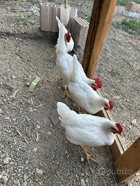 Gallo Livornese