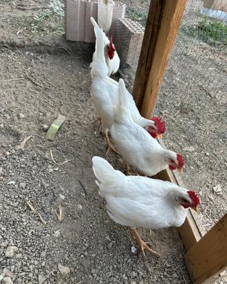 Gallo Livornese