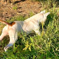 Pitbull puro femmina