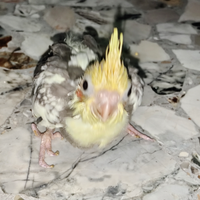 Calopsite semi svezzato