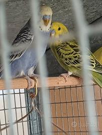 Cocoriti vari colori