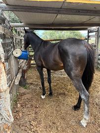 Cavallo