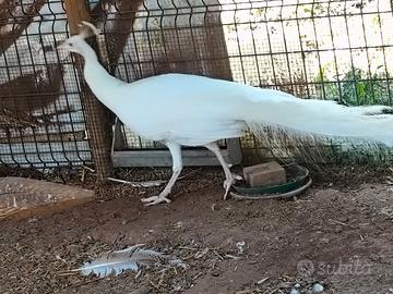 Pavone maschio bianco