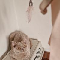 British shorthair