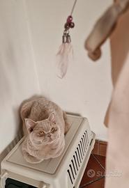 British shorthair