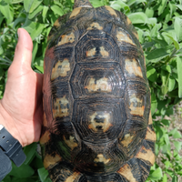 Maschio riproduttivo eterozigote