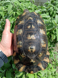 Maschio riproduttivo eterozigote