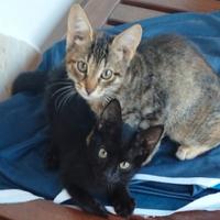 Gattine di 2 mesi e mezzo