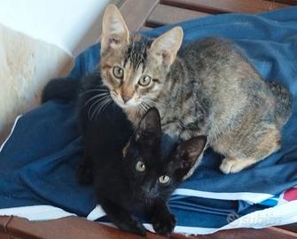 Gattine di 2 mesi e mezzo