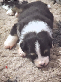 Femmine cucciole di pastore australiano pedigree