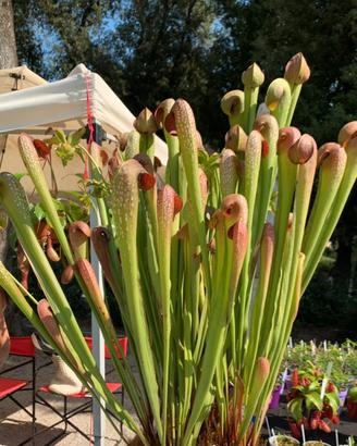 Sarracenia okefenokeensis Giant Pianta carnivora