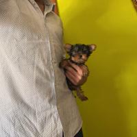 Yorkshire Terrier " mini toy "