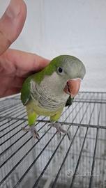 Pullo di parrocchetto monaco svezzato