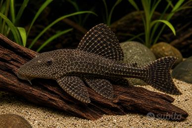 Plecostomus Pulitore