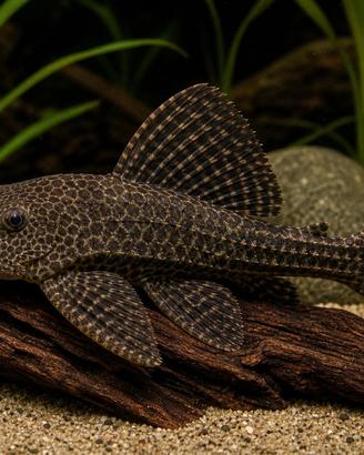 Plecostomus Pulitore
