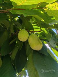 Semi asimina triloba