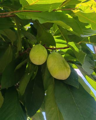 Semi asimina triloba