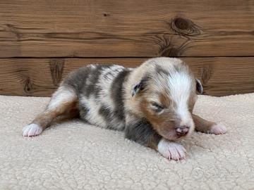Cuccioli shepherd / pastore australiano